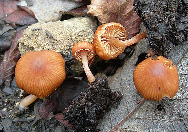 Nel  Regno  della  Jurana